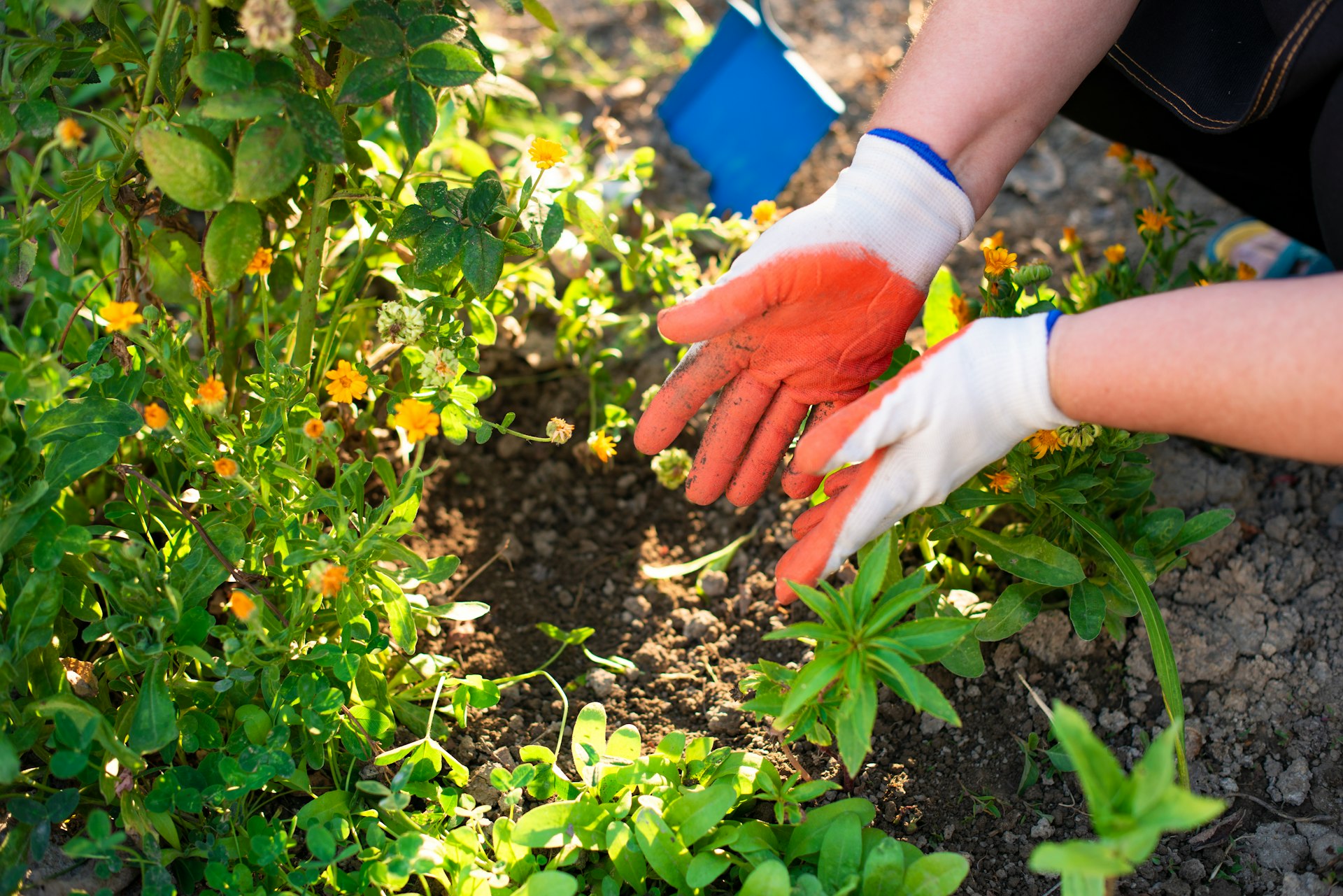 a person wearing gloves and gardening gloves plants in a garden